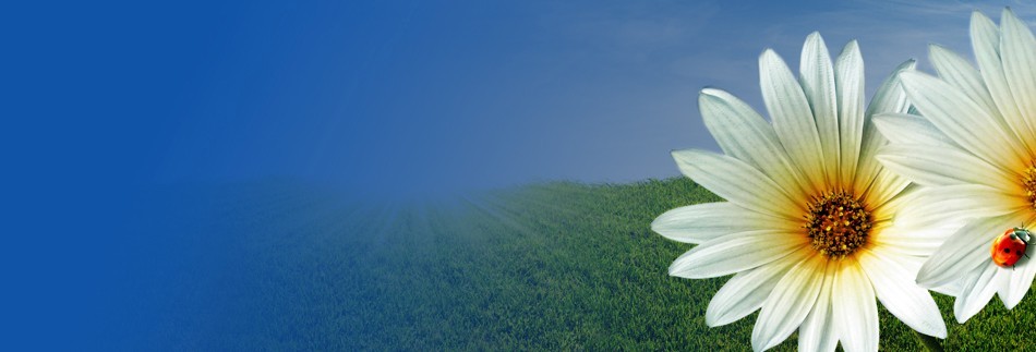 Daisy Website Banner